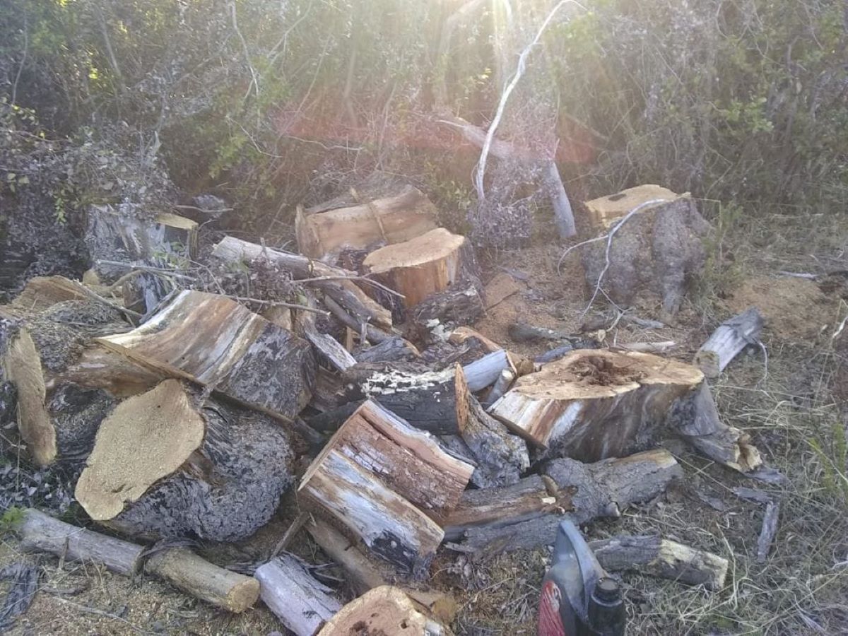 Denunciaron tala indiscriminada en laguna El Martillo y el administrador del lugar lo desmintió