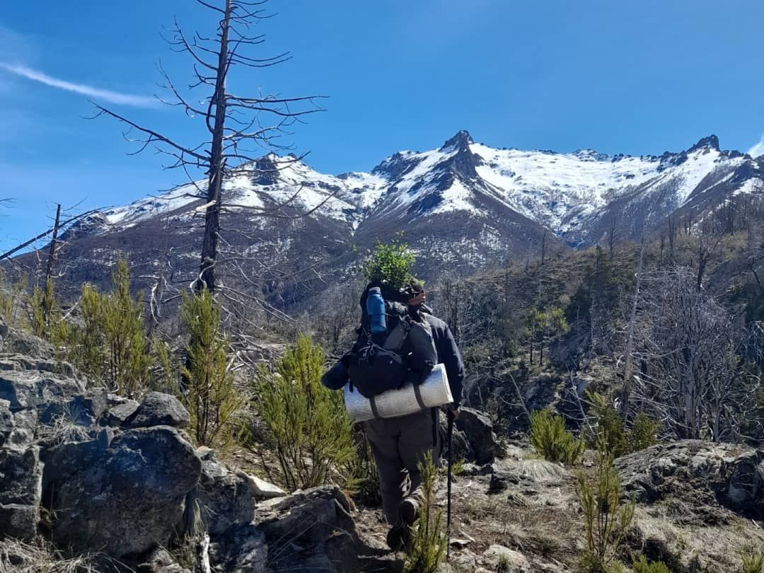 No cesa la reforestación del bosque en Cholila: Esta vez plantaron 1700 coihues