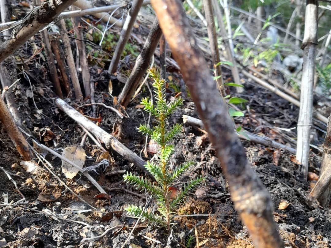 No cesa la reforestación del bosque en Cholila: Esta vez plantaron 1700 coihues