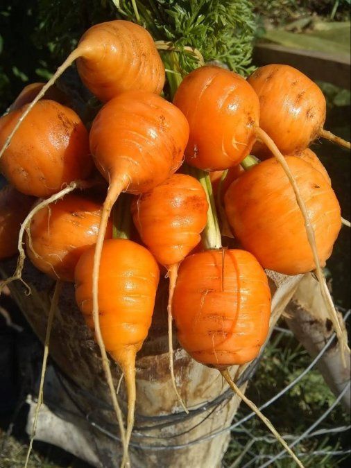 Alimentación consciente con producción local