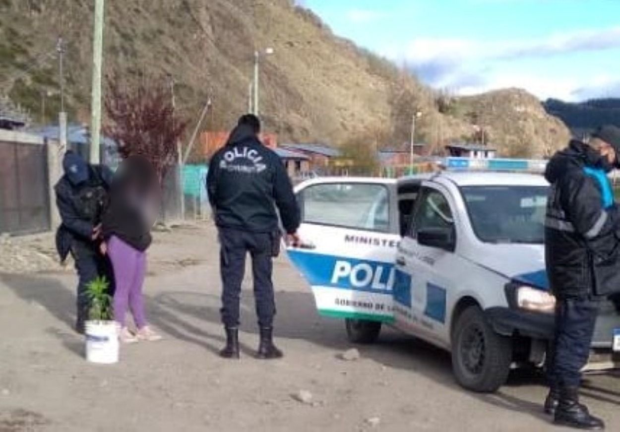 Mujer en estado de ebriedad robó una planta de marihuana (Policía del Chubut)