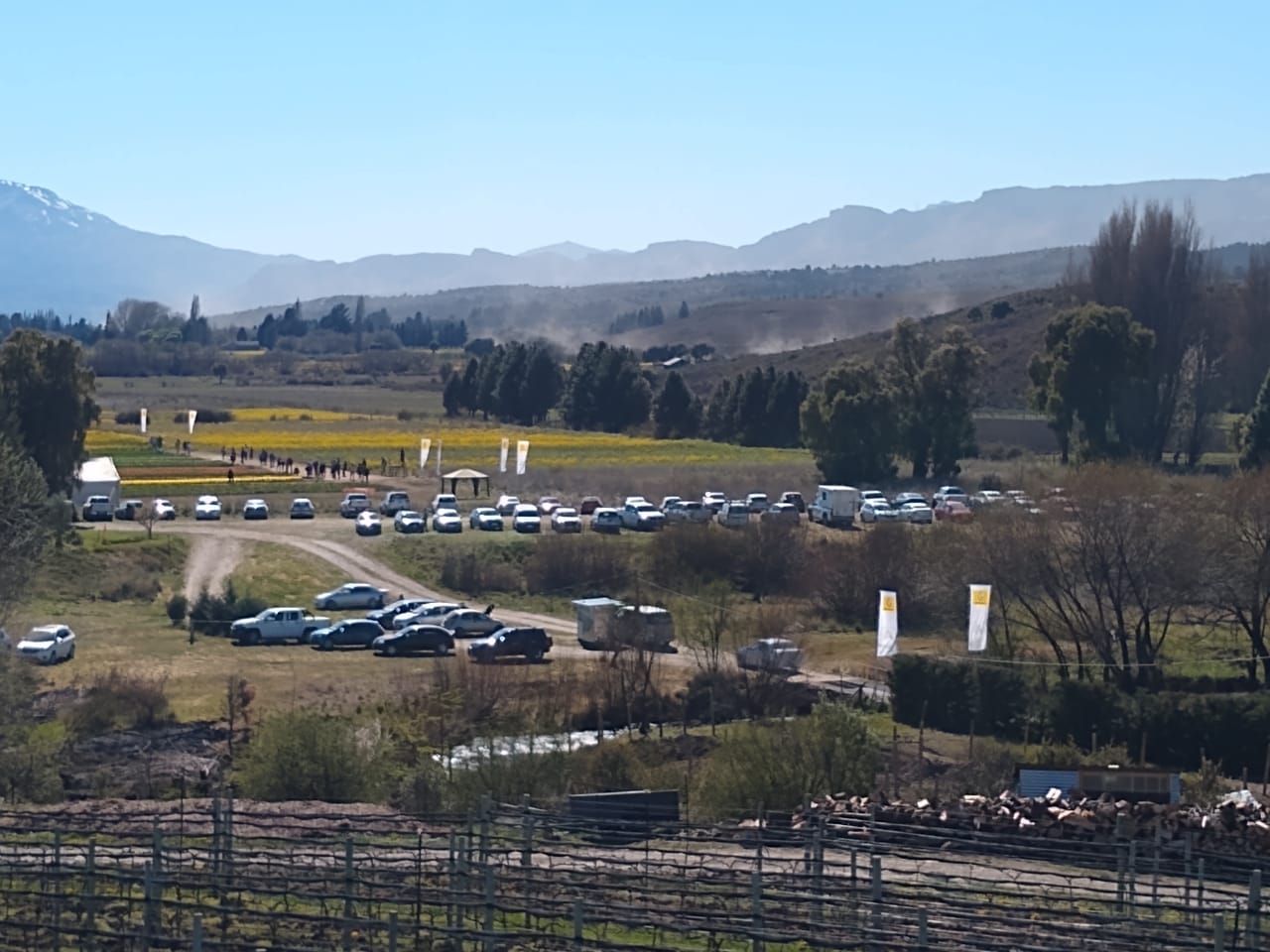 Gran cantidad de autos hacen fila para ingresar al campo de tulipanes.