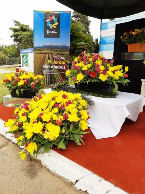 Con los tulipanes, Trevelin participa de la Fiesta Nacional de la Flor