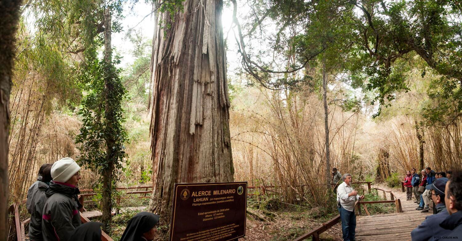 Egresados de la Escuela 705 de Trevelin, realizaron una visita al Parque Los Alerces (Patagonia andina)