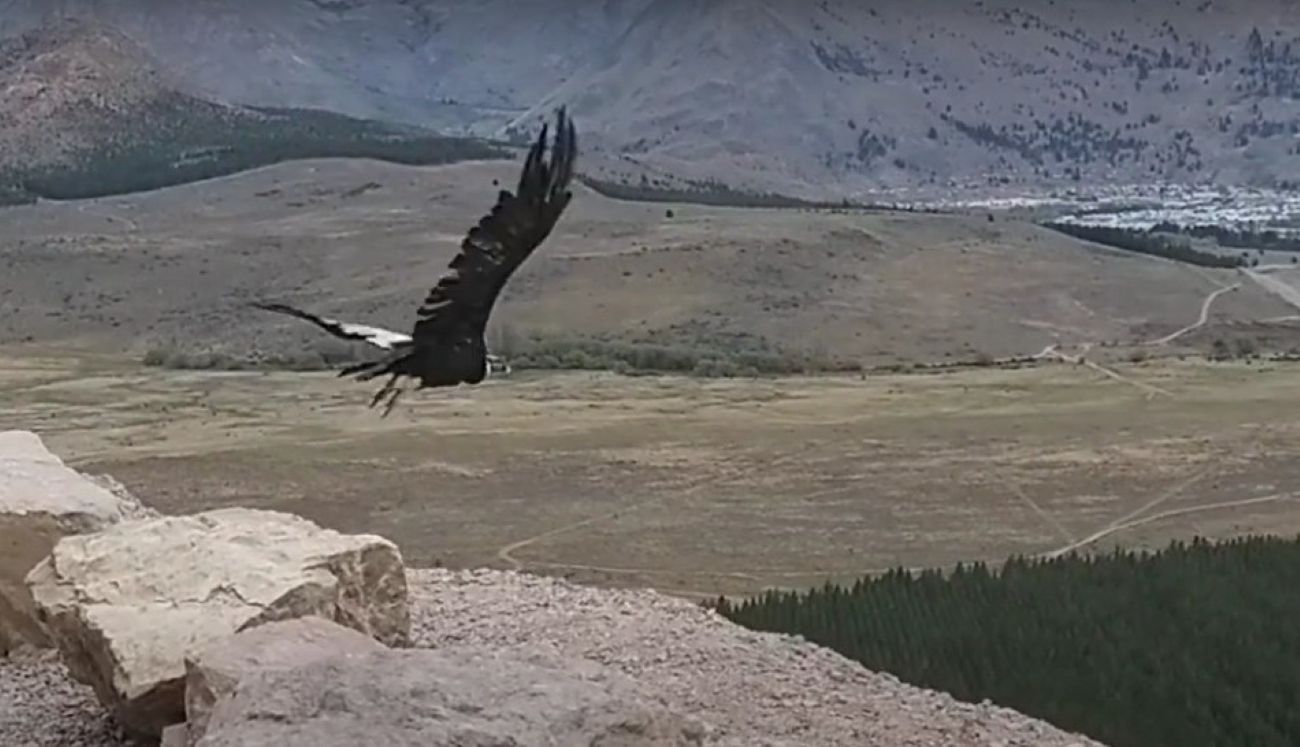 Quica volvió a casa: Vuela libre por el cielo de Esquel (EQS Notas)