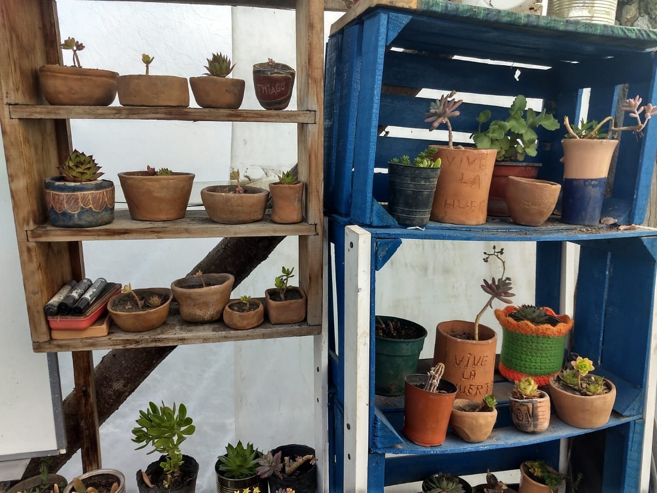 "Vive la Huerta" un espacio de contención, rehabilitación y salida laboral