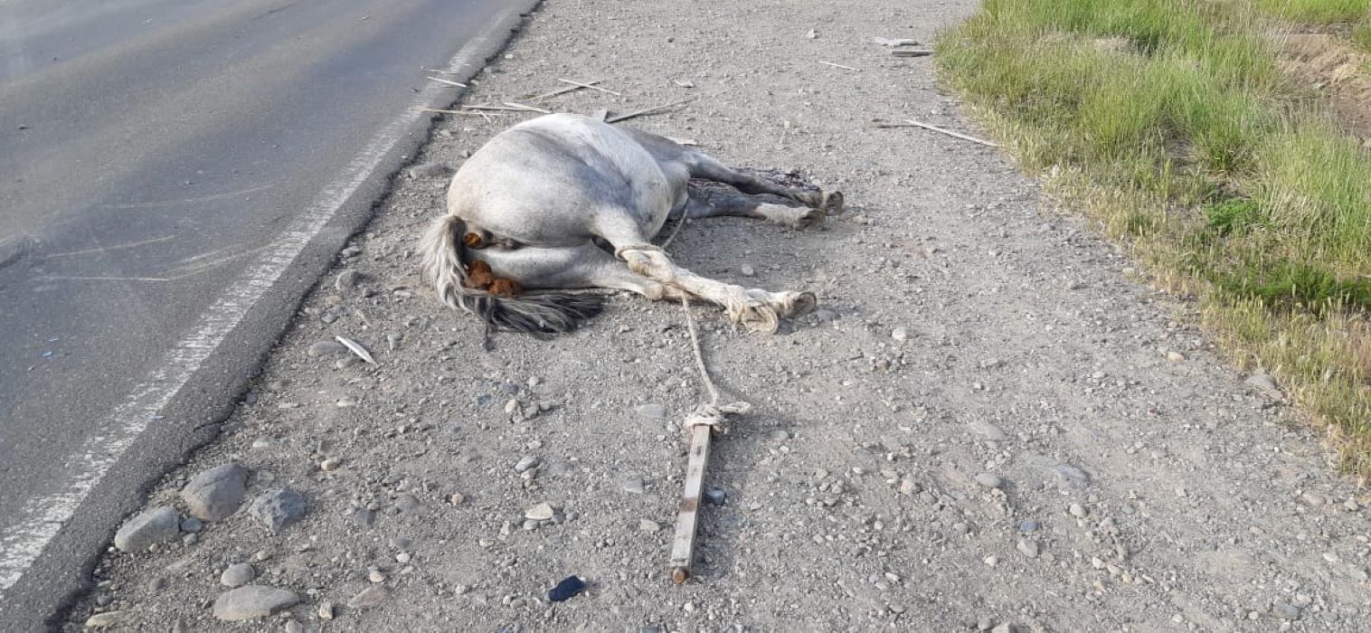 Una camioneta embistió un caballo en la ruta entre Esquel y Trevelin