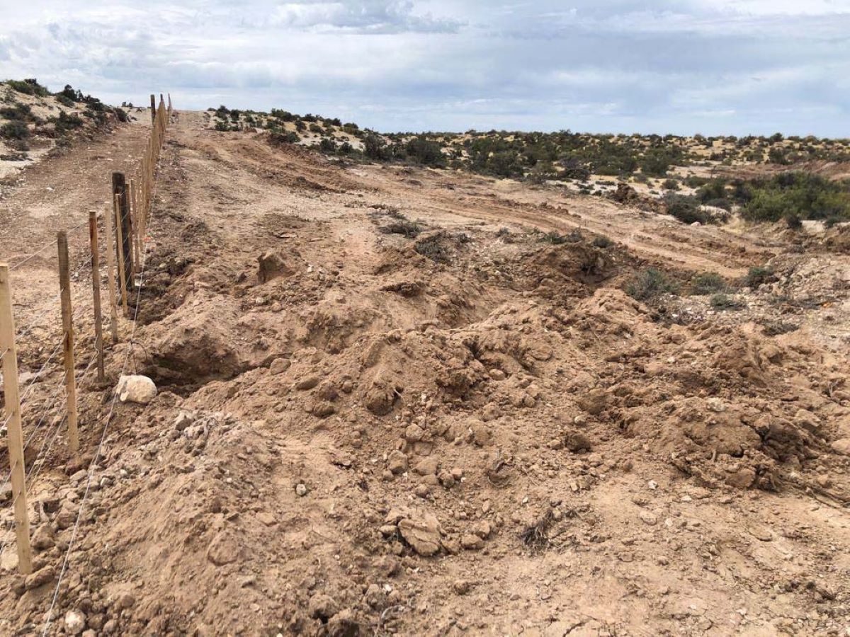 Desastre en Punta Tombo: "rompieron el ciclo reproductivo del pingüino en la etapa de nacimiento"