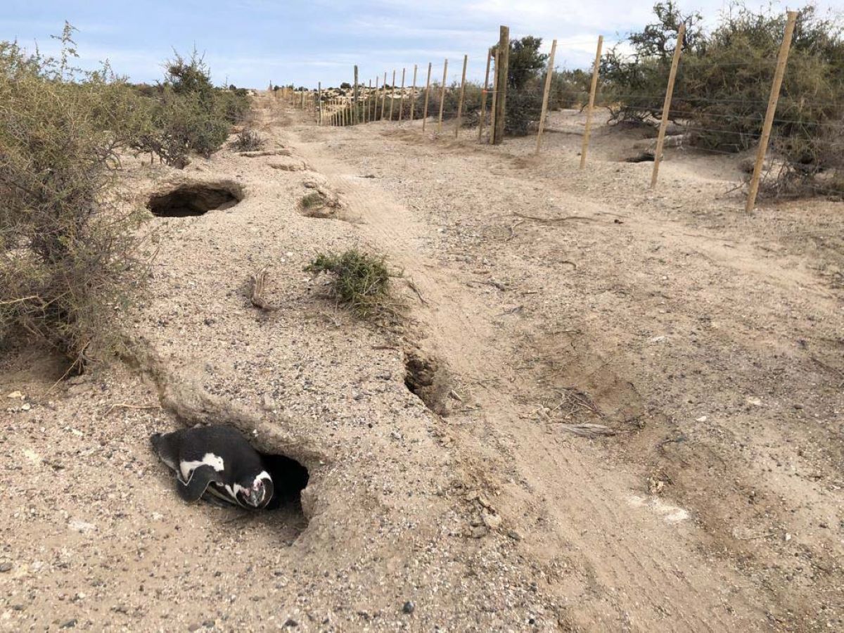 Denuncia en Punta Tombo: los detalles del informe sobre la muerte de pichones de pingüinos