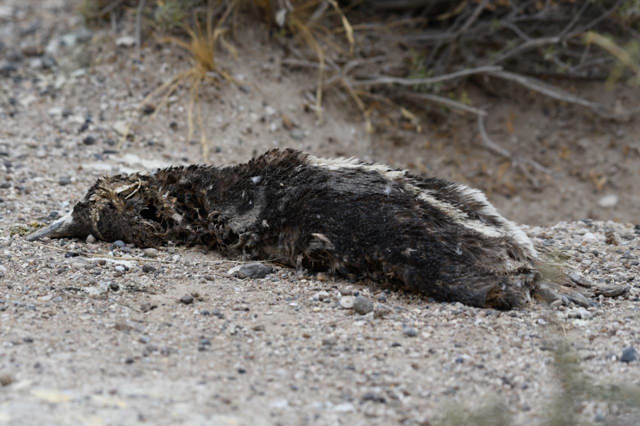 Una brigada de Nación allanó el campo lindero a Punta Tombo por la matanza de pingüinos