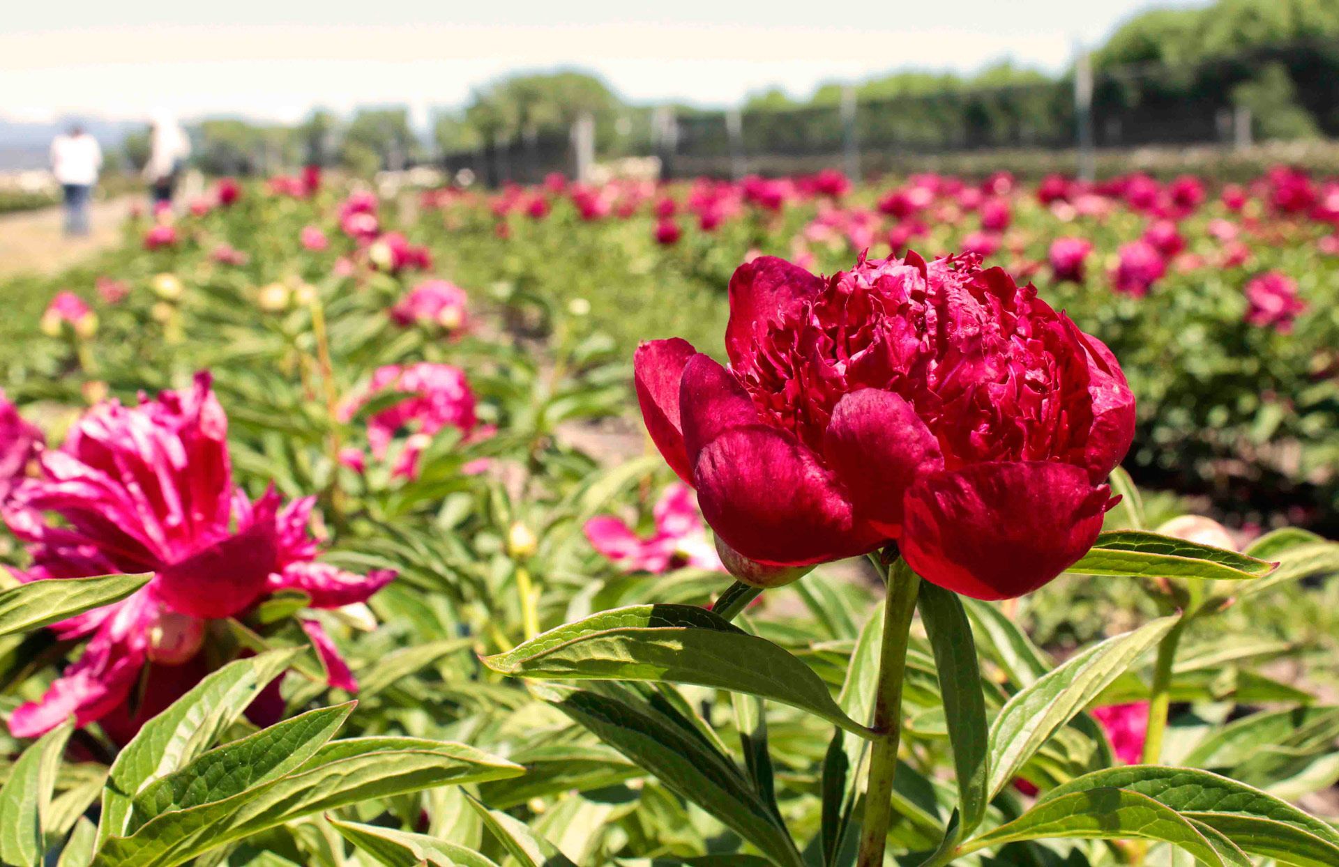 Luego de los tulipanes Trevelin florece una vez más con la temporada de peonías