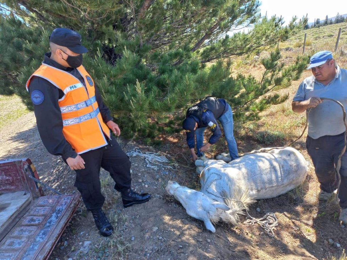 Maltrato animal: La Policía Federal rescató un caballo transportado de forma ilegal