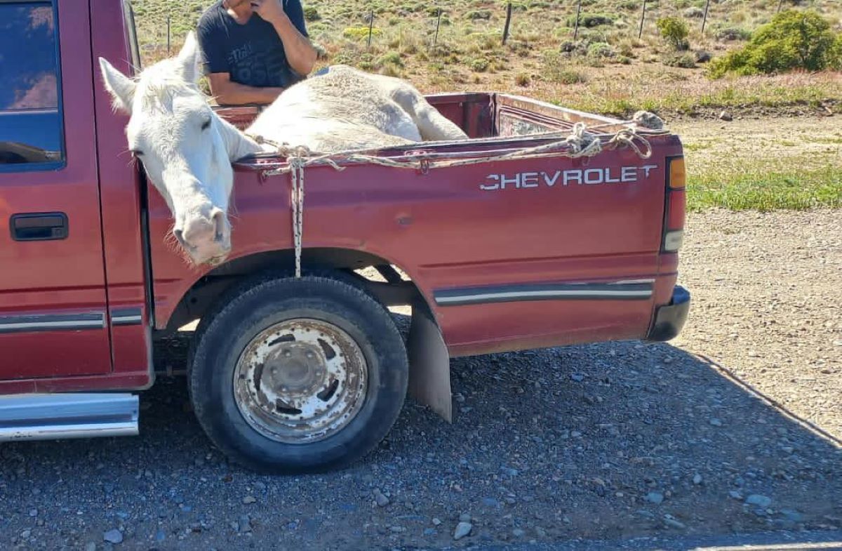 Maltrato animal: La Policía Federal rescató un caballo transportado de forma ilegal