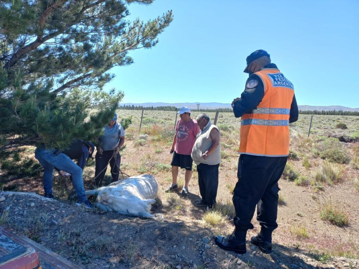 Maltrato animal: La Policía Federal rescató un caballo transportado de forma ilegal