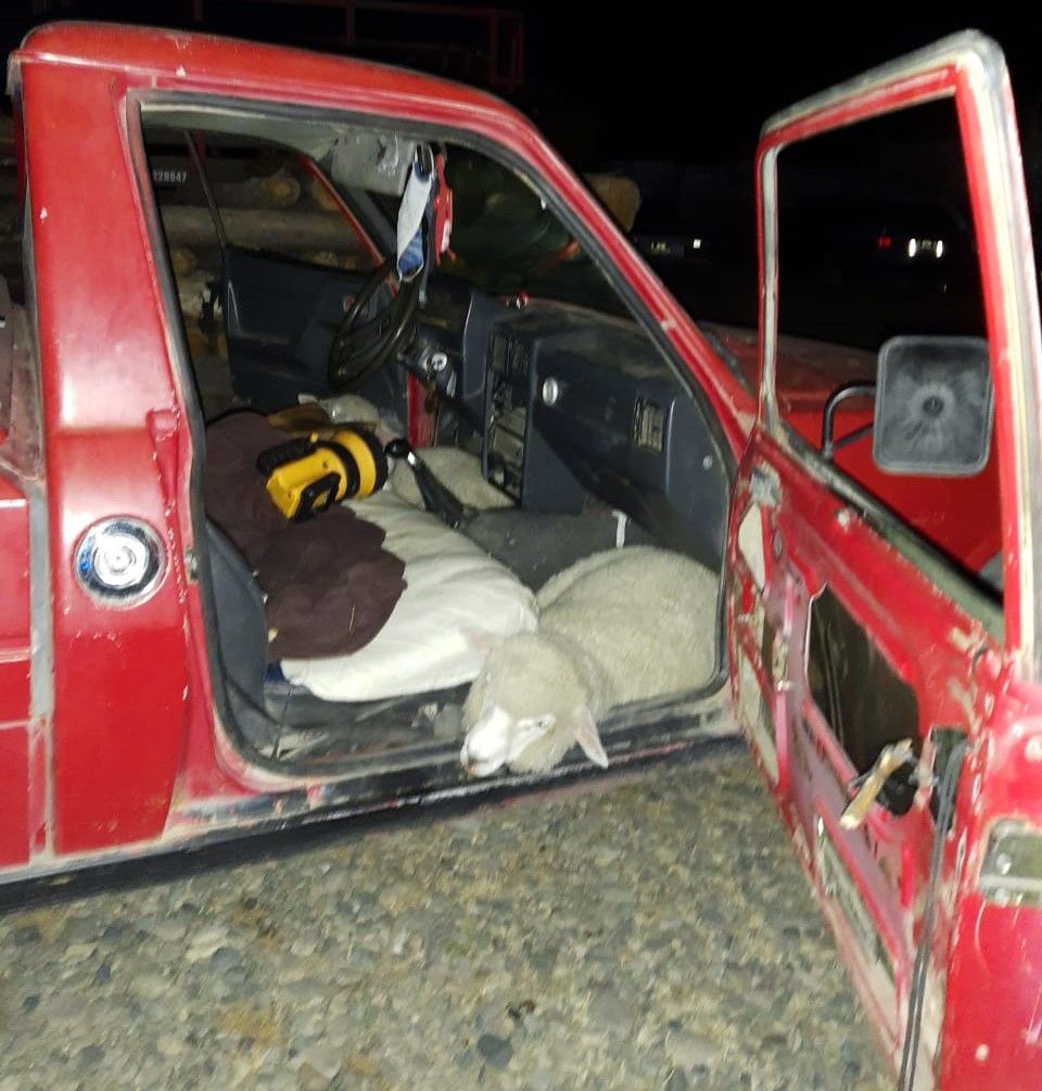 Trevelin: Los encontraron robando ovejas y fueron detenidos
