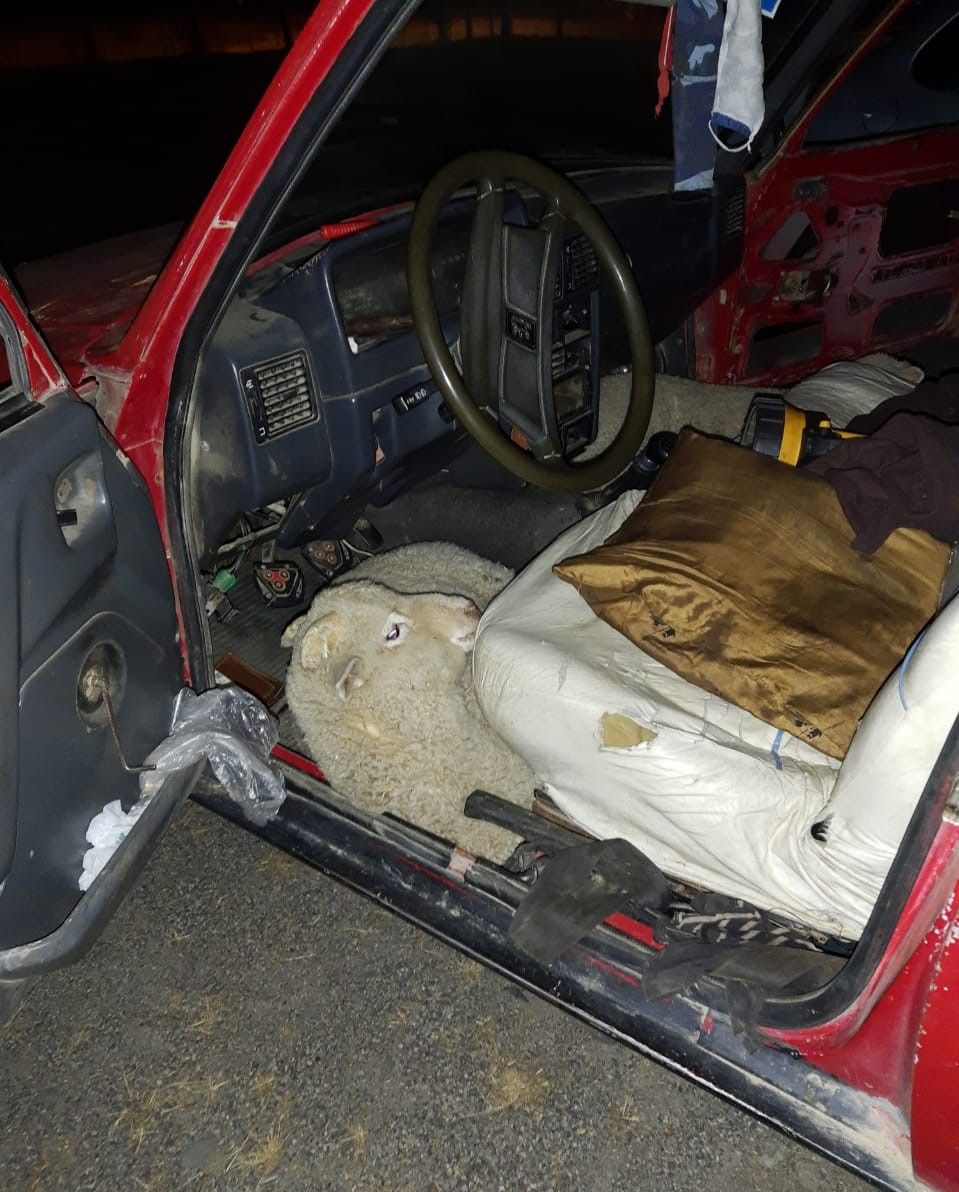 Trevelin: Los encontraron robando ovejas y fueron detenidos