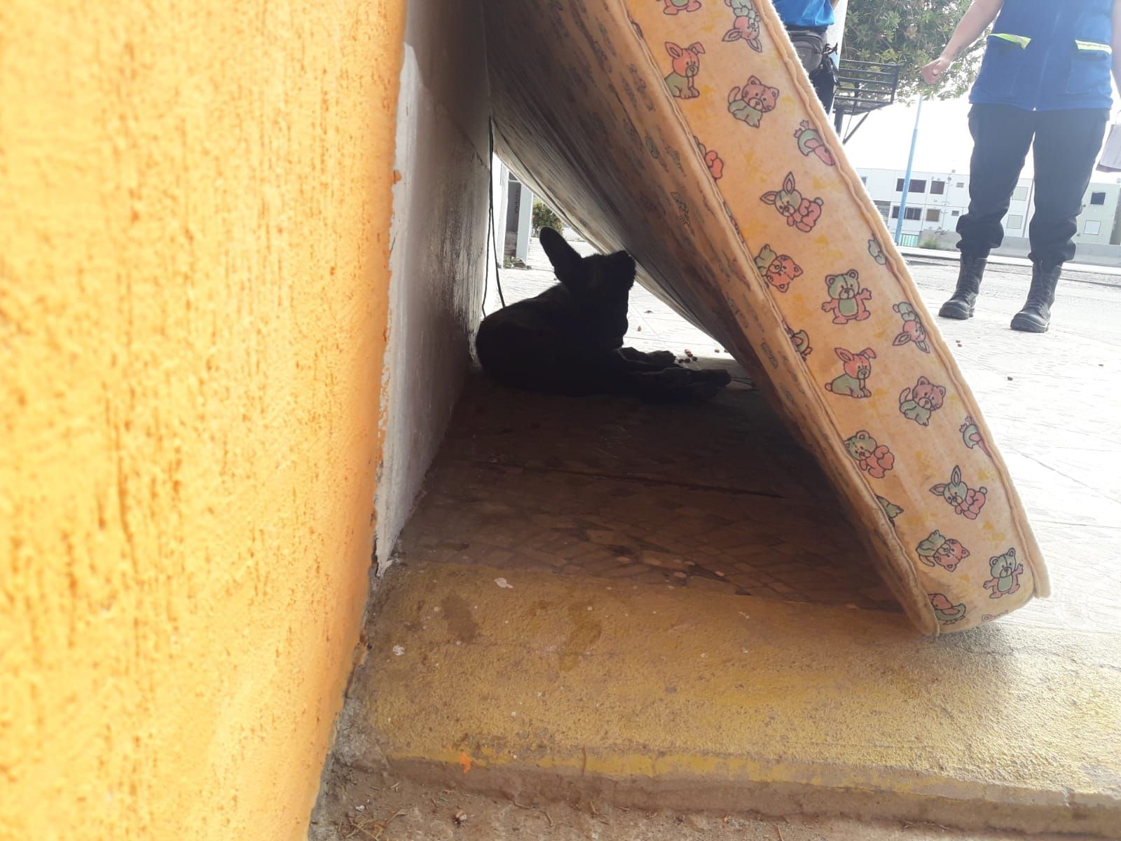 Maltrato: Una perrita murió deshidratada, la dejaron atada al sol y sin agua