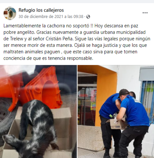 Maltrato: Una perrita murió deshidratada, la dejaron atada al sol y sin agua