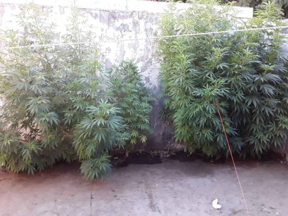 El Hoyo: Recuperaron elementos robados y secuestraron plantas de cannabis