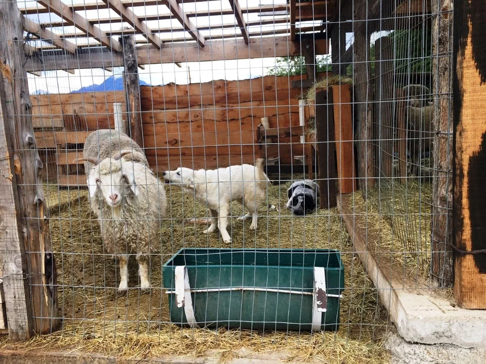 Perros de Trevelin cuidarán la actividad ovina y caprina de la zona de Mártires