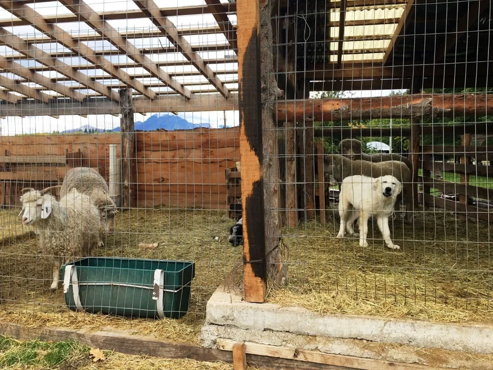 Perros de Trevelin cuidarán la actividad ovina y caprina de la zona de Mártires