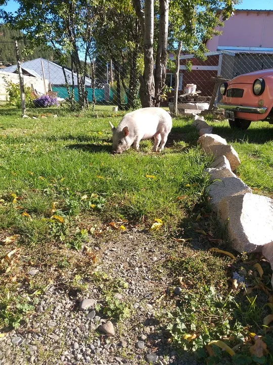 Denunció que se le fue la chancha: la encontraron deambulando por la calle