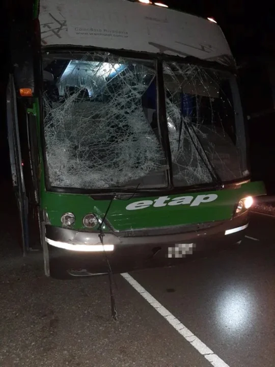 Colectivo chocó con un caballo que se le atravesó en una ruta de Chubut