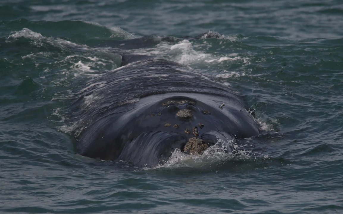 (Foto: Instituto de Conservación de Ballenas de Argentina)