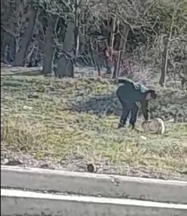 Indignante: Apuñaló a un perro y la dueña de la mascota no quiso radicar la denuncia