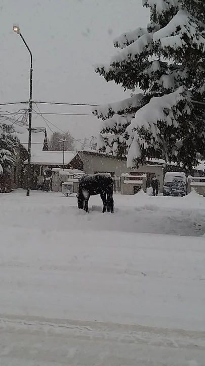 Las imágenes que va dejando la intensa nevada en Esquel