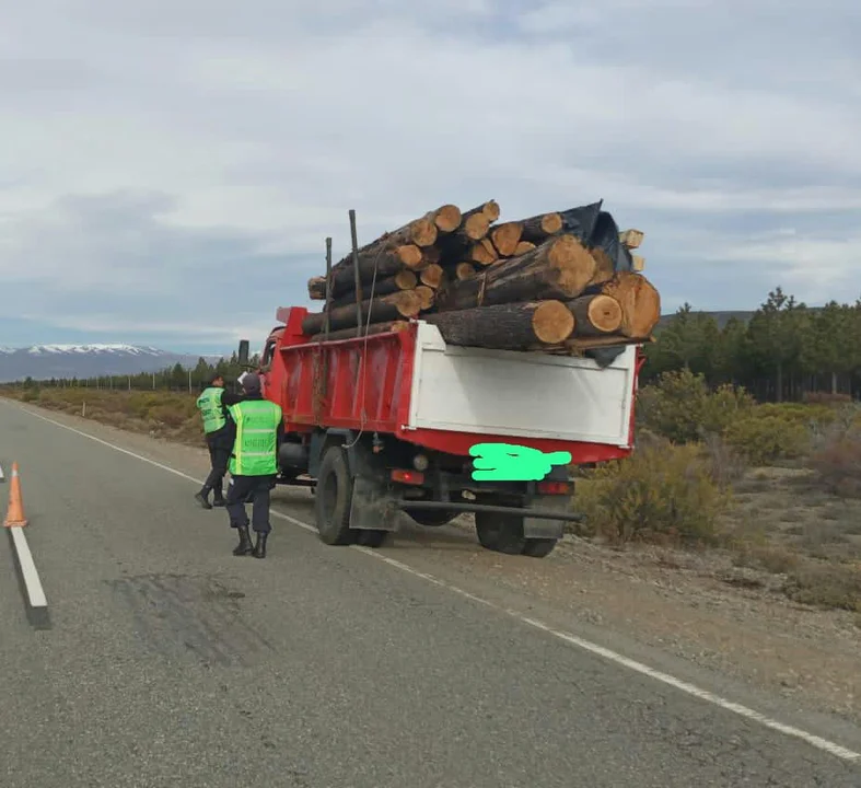 Detectaron un camión que transportaba 30 rollizos de ciprés sin guía