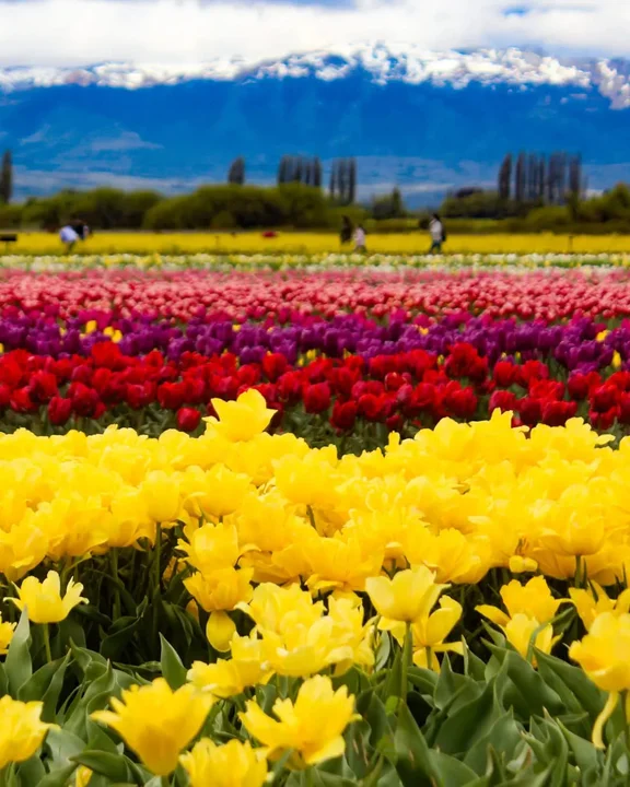 Ya se puede visitar el Campo de Tulipanes: días, horarios y montos