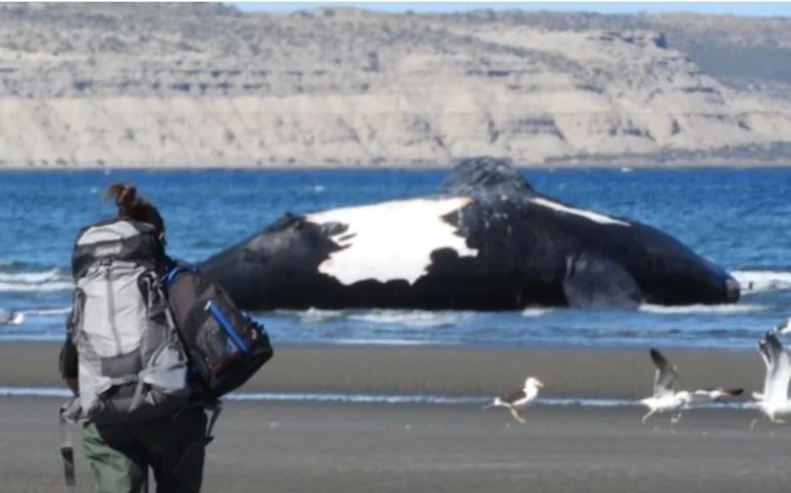 Suben a 10 las ballenas muertas en Península de Valdés