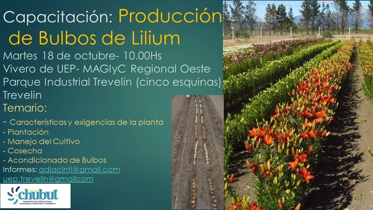 Trevelin: dictarán una capacitación para producir bulbos de lilium