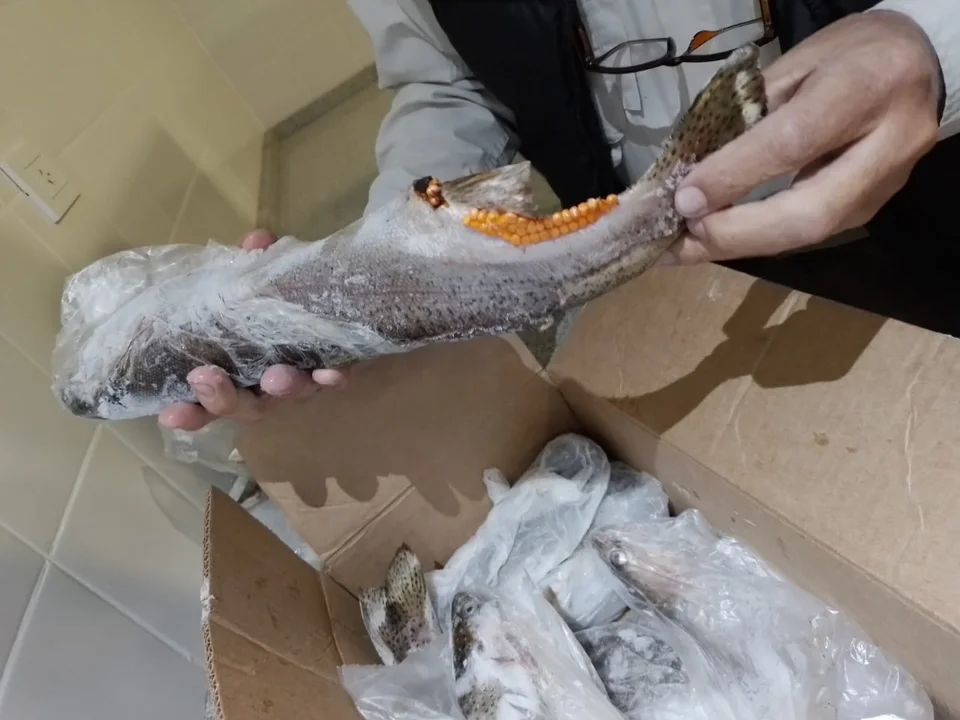 Esquel: decomisaron pescados que estaban a la venta en un supermercado de la ciudad