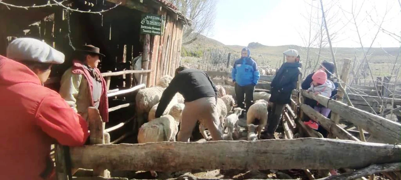 Producción: Realizan un relevamiento ganadero en la comunidad Nahuelpan