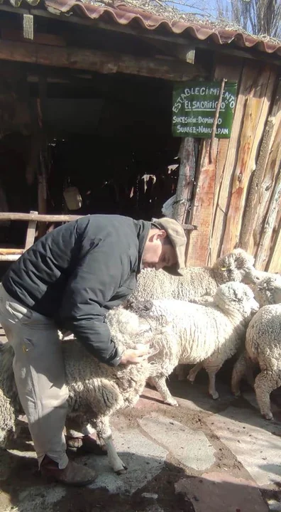 Producción: Realizan un relevamiento ganadero en la comunidad Nahuelpan