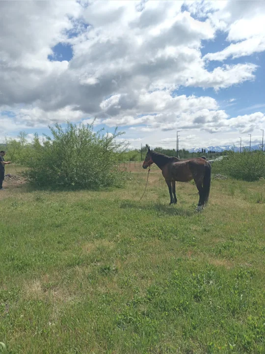 Sustrajeron 10 metros de alambre y dejaron un caballo atado en el predio