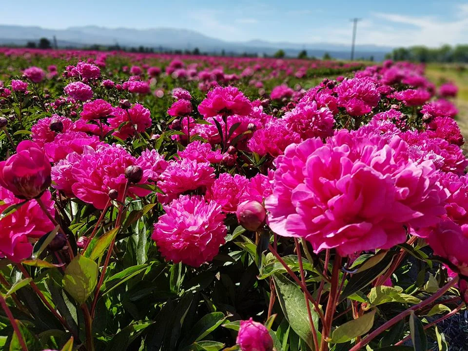 Trevelin se vuelve a llenar de colores con la floración de las Peonías