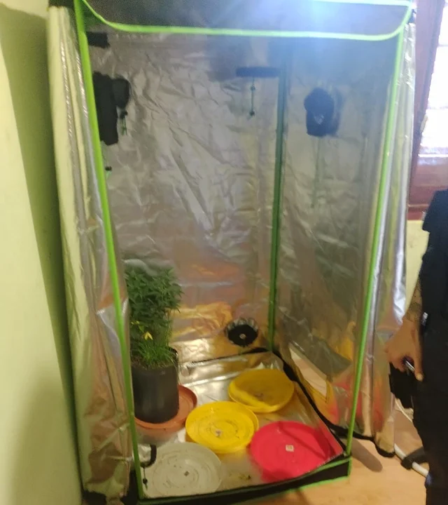 Robaron una plantas de cannabis