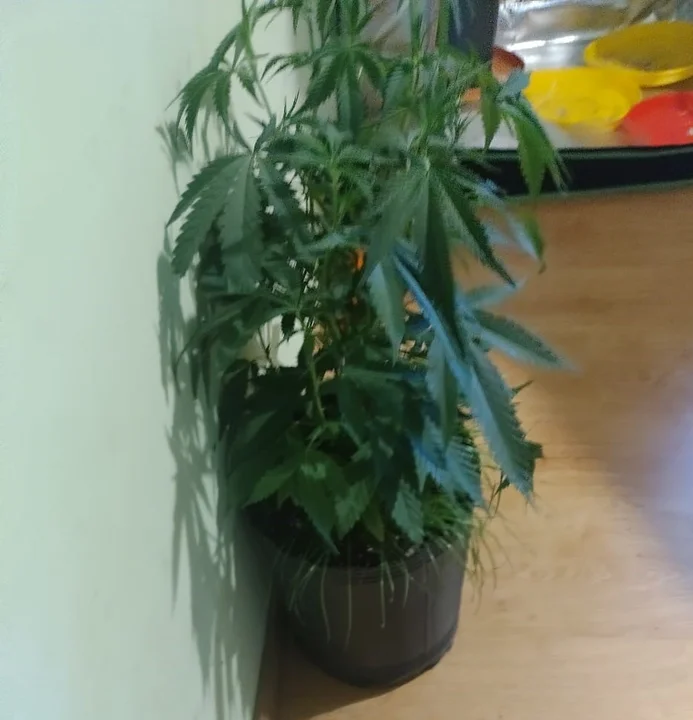 Cuidaba la casa de una amiga y le robaron las plantas de cannabis