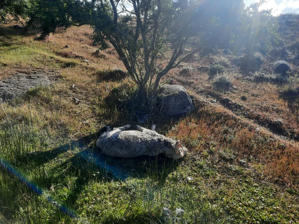 Matanza de carneros en Río Pico: "Lo que más indigna es la inacción de las autoridades"