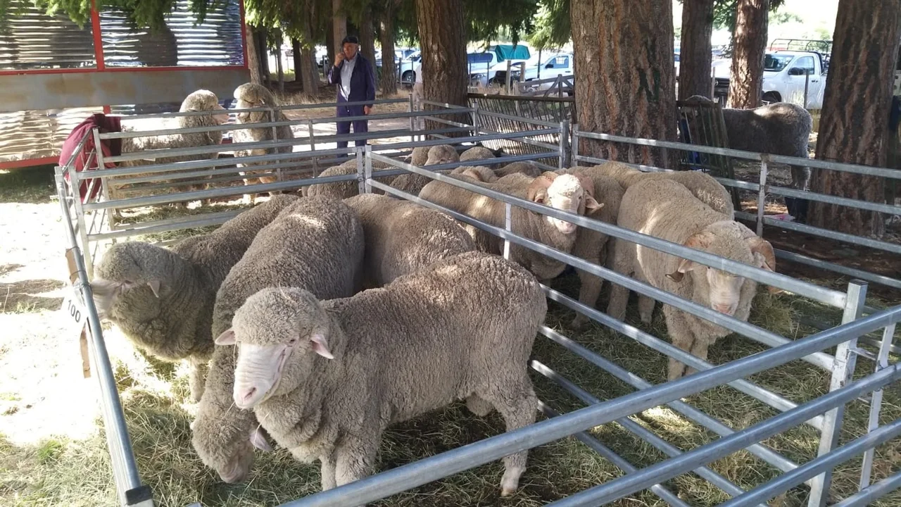 Comenzó la Expo Ovina en Esquel con un amplio cronograma de actividades