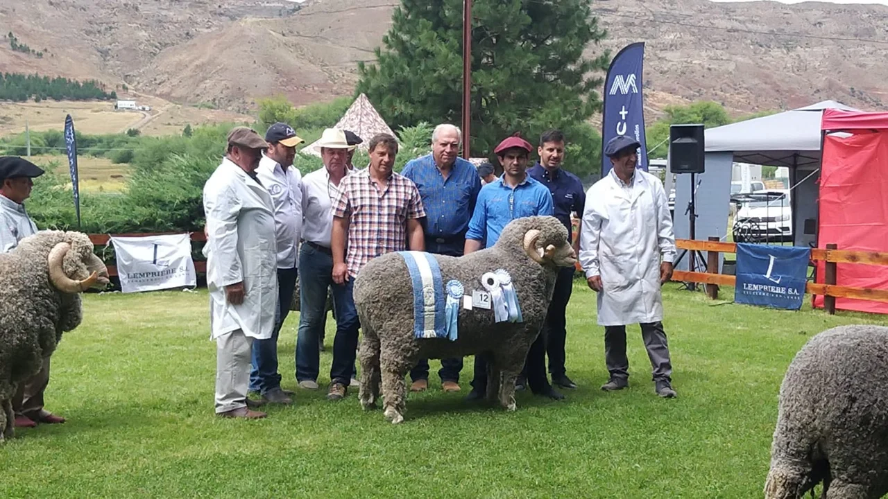 La 97° Expo Ovina de Esquel tiene sus nuevos Grandes Campeones