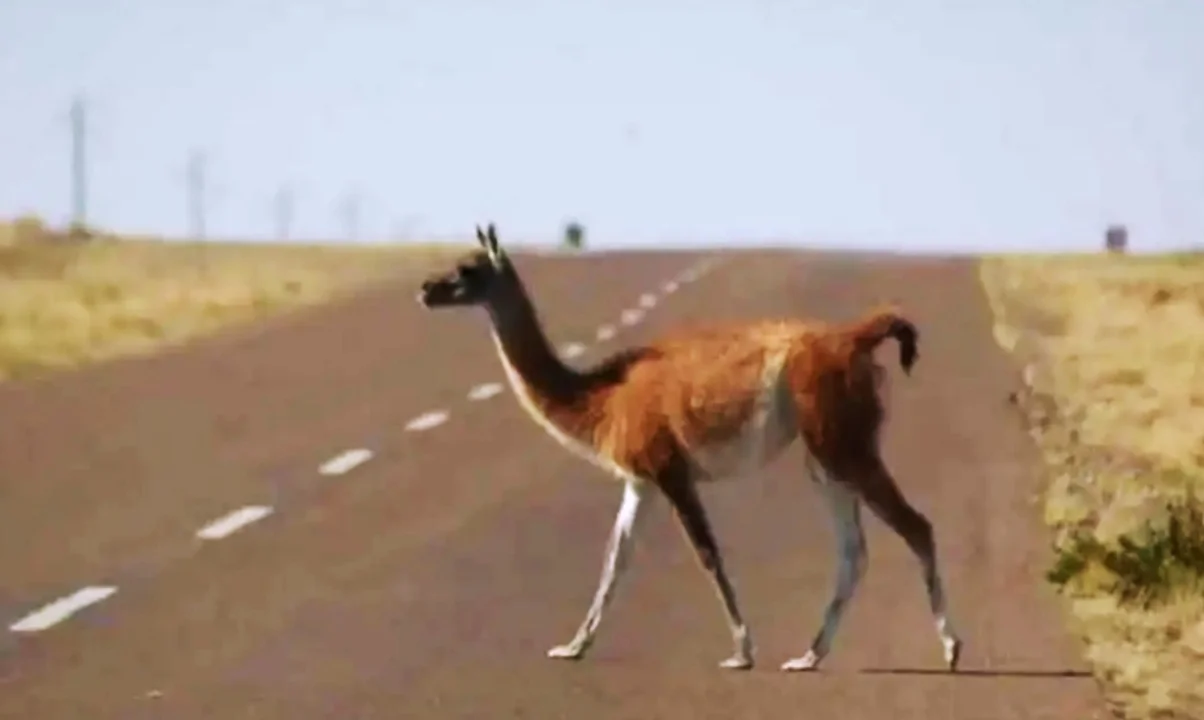 Recomiendan tener precaución en las rutas de Chubut por la presencia de animales silvestres