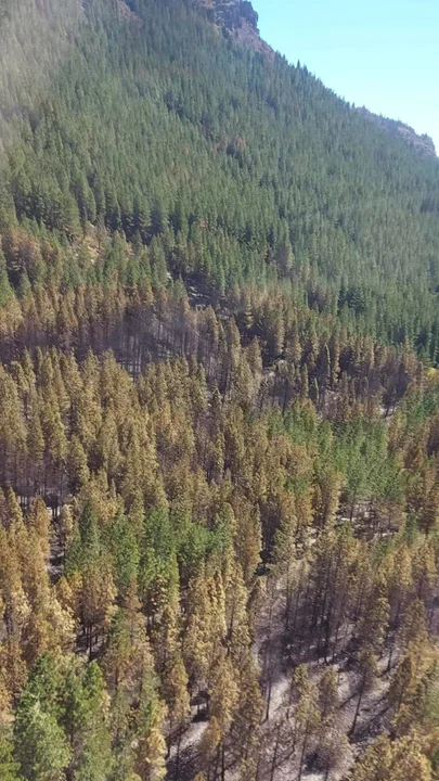 Brigadistas lograron contener el incendio en la zona de Epuyén