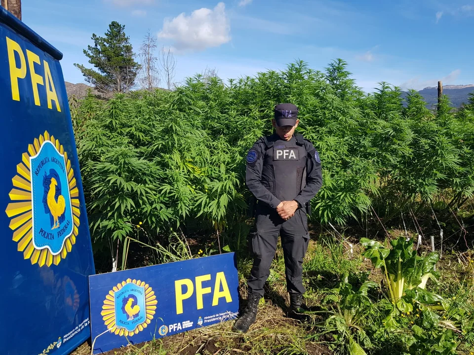 La Policía Federal secuestró plantas de marihuana, armas y municiones en Lago Puelo