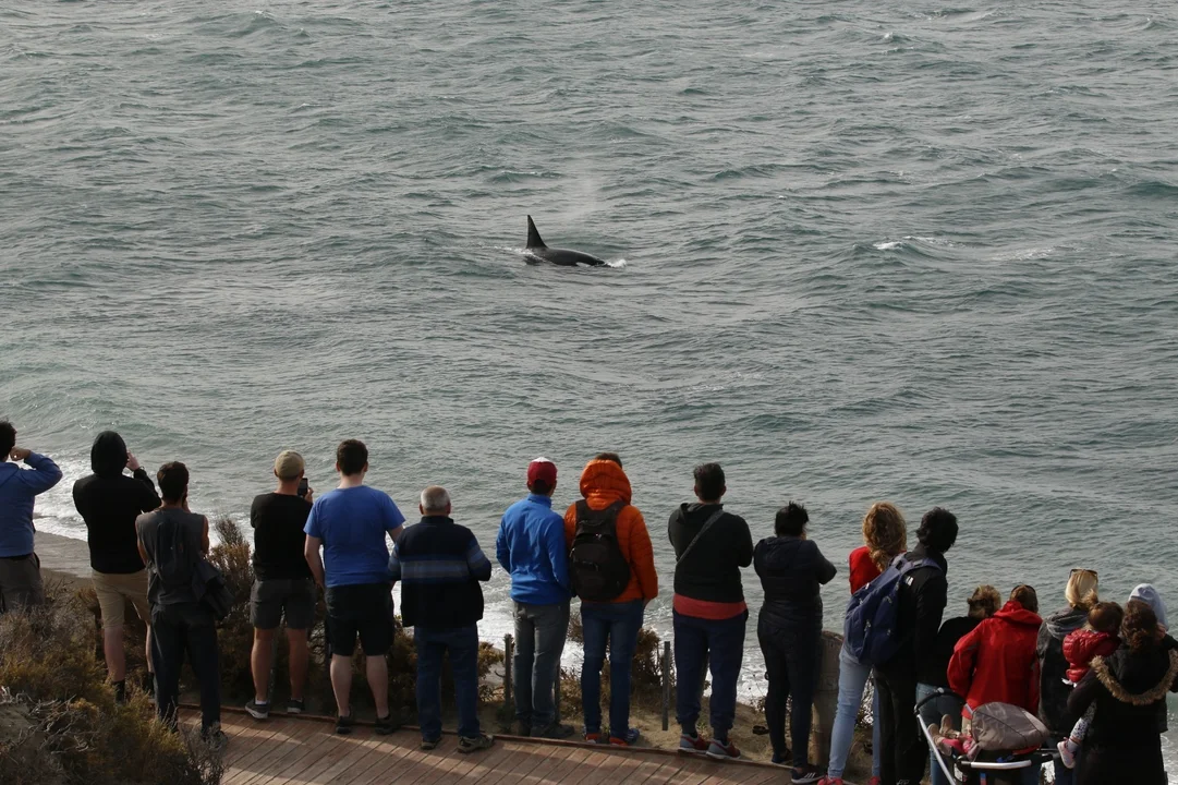 La próxima semana comienza la Temporada de Orcas en Chubut
