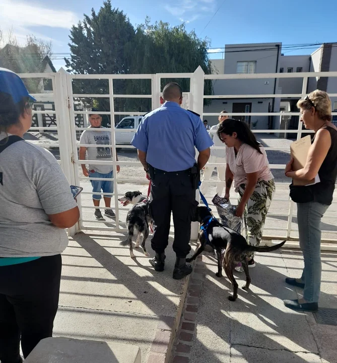 Rescatan a dos perros por presunto maltrato animal: no tenían comida ni agua