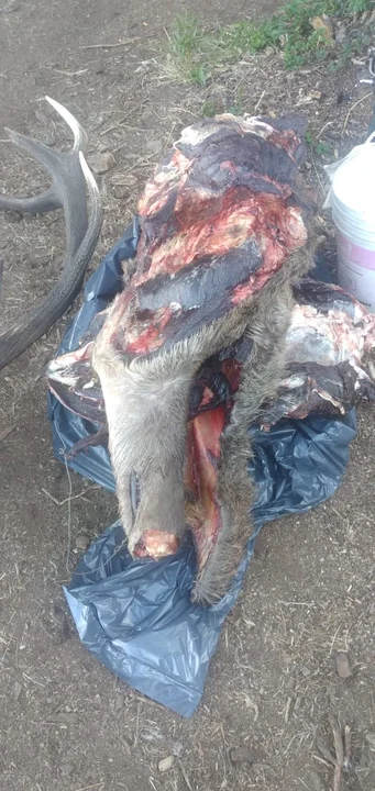 Decomisaron restos de ciervos cazados en la Laguna Villarino